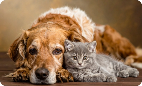 Beratung für Hunde und Katze in Aachen und Region