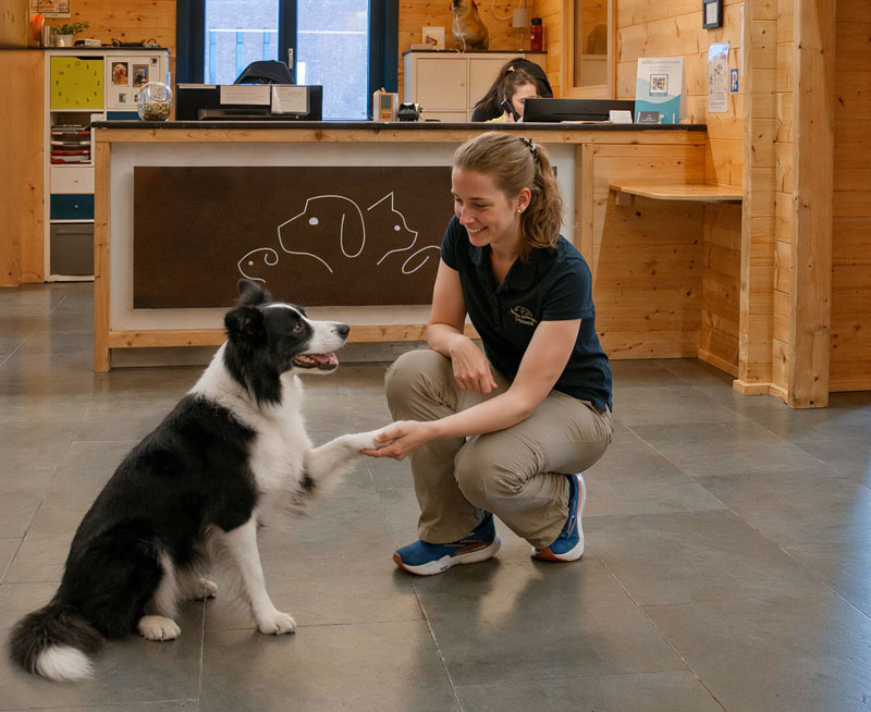 Tieraerztin mit Hund in Parxis in der Region Aachen