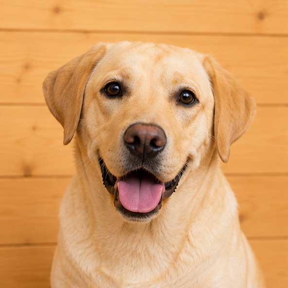 Vet in Aachen für Hunde